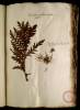 Fol. 10 

Tanacetum cristatum Anglicum Lobel. Scabiosa marina humilis flore coeruleo